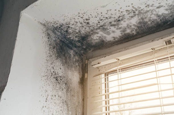 Affordable Basement Mold Removal solutions in Magnolia, NC