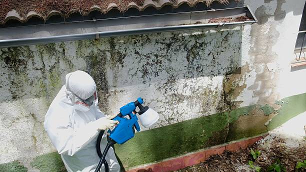 Trusted Mold Testing service in Magnolia, NC - Cheap Mold Removal